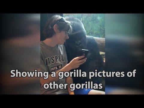 He Showed A Gorilla Photos Of Other Gorillas On His Phone.
