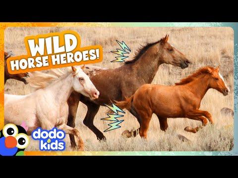 5 Wild Horses And Their Families Share One Incredible Adventure | Dodo Kids #Video