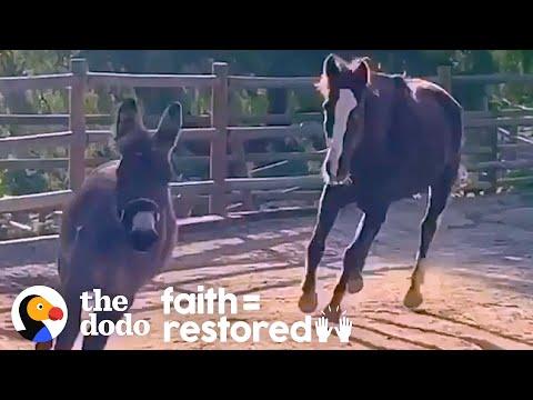 Rescued Wild Horse Loves To Play With A Little Donkey Video