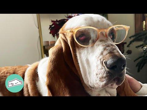 Cute Basset Shares Tips on How to Live Stress-Free Life #Video