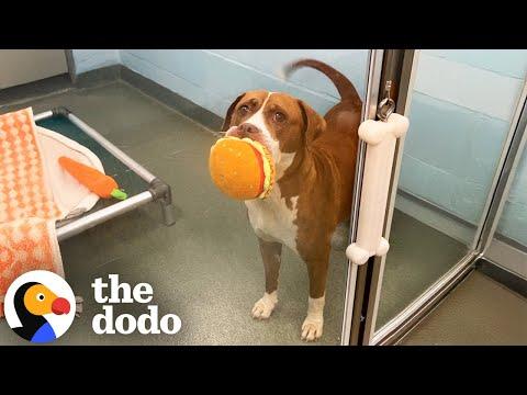 Senior Pittie Carries Her Stuffies All Around The Shelter #Video