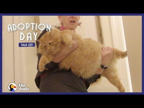 36-Pound Cat Finds A Mom Who Just Gets Him | The Dodo Adoption Day
