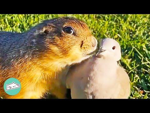 Rescue Prairie Dog Loves To Go Meet Animal BFFs #Video