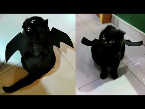 The Toothless Kitty Video
