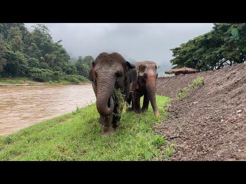 Dok Mai & Jampaa: Sharing the Good Stuff - ElephantNews #Video