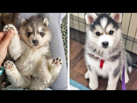 Funny And SOO Cute Husky Puppies Compilation #27 - Cutest Husky Puppy #Video
