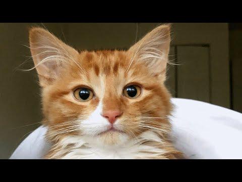 Woman gets kitten for first time in life. And instantly becomes cat lady. #Video