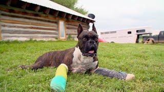 Meet Busgo, The 3-Legged Boxer | Dr. Jeff: Rocky Mountain Vet