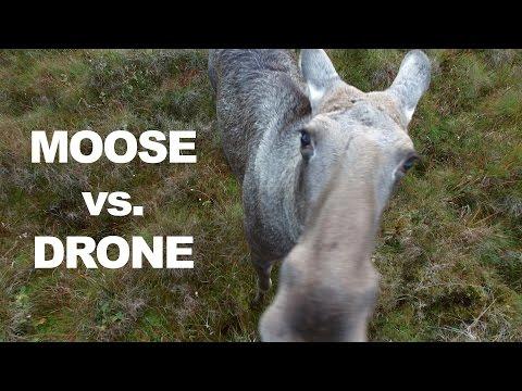 Moose Plays With Drone