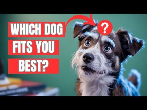 This Test Will Reveal Which Dog Breed Best Suits You #Video