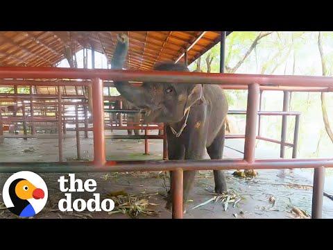 Baby Elephant Forced To Work At A Camp Is Thrilled To Be Freed From Chains #Video