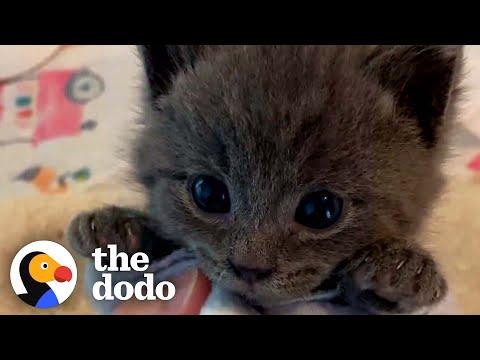 Picky Kitten Refuses To Give Up His Bottle #Video