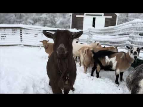 Goats venture out into first snowy morning! #Video