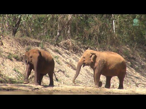 Playful Run: Fah Sai and Dok Mai's Joyful Adventure - ElephantNews #Video