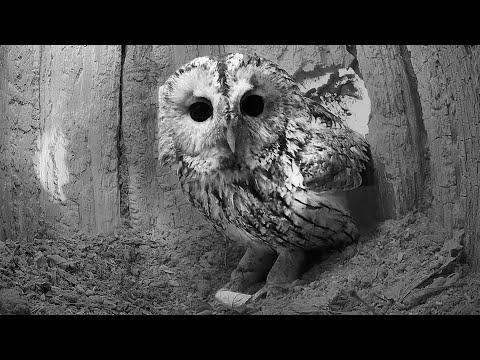 Tawny Owls Return to Favourite Nest | Luna & Bomber | Robert E Fuller #Video