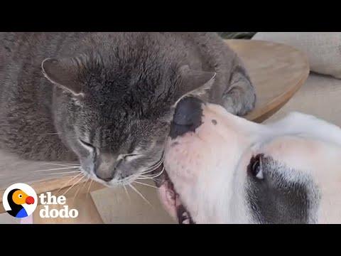 Pittie Rescued From Highway Finally Wins Over His Cat Brother #Video