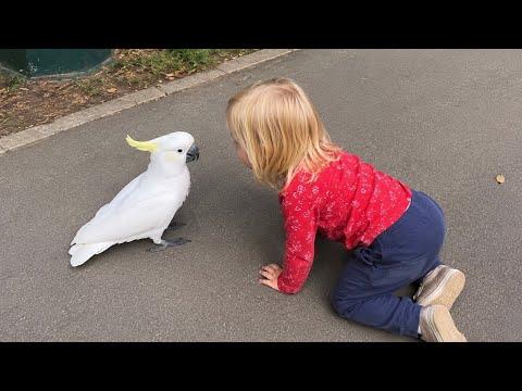 This Little Girl Found Her New Best Friend #Video