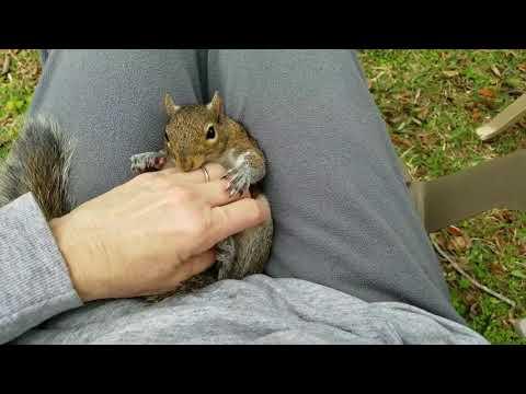 Cutest squirrel doesn't want his massage to stop #Video