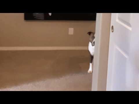 Creepy dog keeps lurking at woman #Video