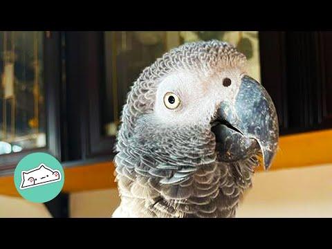 Sassy Parrot Is Friends with Only ONE Person #Video