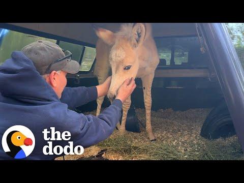 Woman Saves Baby Zonkey Before He's Sold To Trophy Hunters #Video