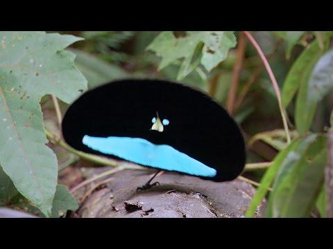 Bird Of Paradise Courtship Spectacle - Planet Earth - BBC Earth