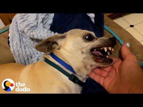 Chihuahua Won't Stop Screaming When Someone Touches Him #Video