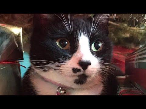 Every day this cat brings gift for woman who was kind to her #Video