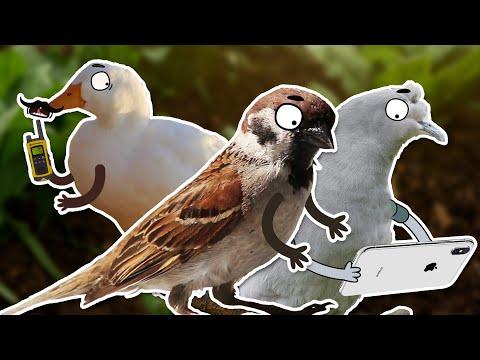 Birds with Arms #Video
