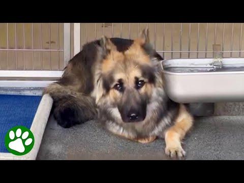 Terrified shelter dog shakes with fear until rescuer arrives #Video
