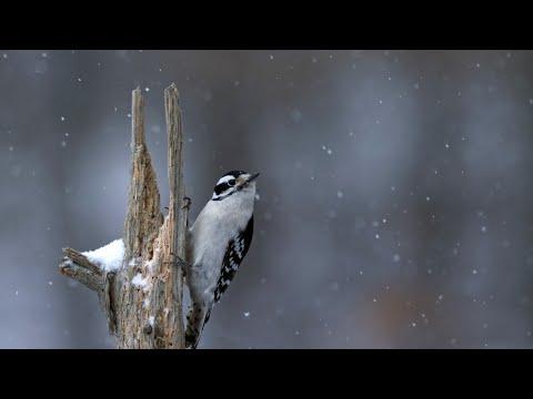 How Do Birds Stay Warm in the Winter? #Video