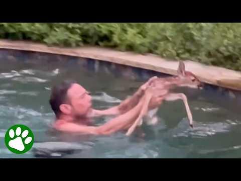 Man Jumps Into Pool to Save Trapped Baby Fawn  #Video