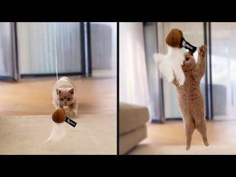 He Didn't Stick The Landing | YOUR Daily Dose of Pets #Video