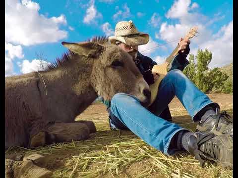 Lilly the Donkey only wants to hear Drummer Boy Video