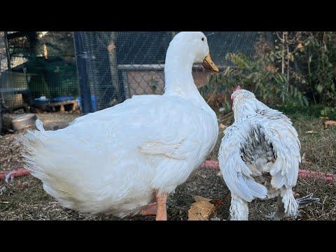 Lonely chicken finally makes a friend #Video