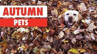 Autumn Pets