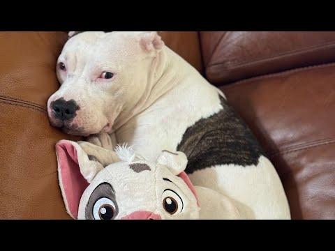 Rescue dog's in love with toy that looks like her #Video