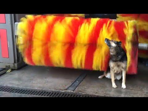 Is This The World's Smartest Dog | Funniest Pets Of The Month #Video