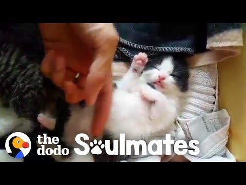 Pretty Stray Cat Gives Birth Under A Guy's Bed | The Dodo Soulmates