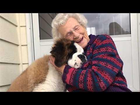 This Giant St. Bernard Visited His Elderly Neighbor Every Day - Here's Why #Video