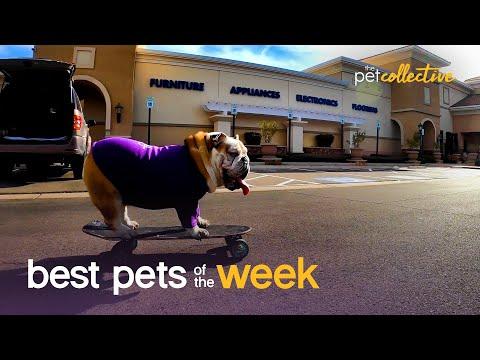 Extreme Bulldog Video!!! | Best Pets of the Week