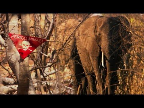 Elephants Sniffing Out 10 Million Landmines | The Long Walk Home | BBC Earth