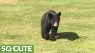 Wild bear cub gives golfer a loving hug