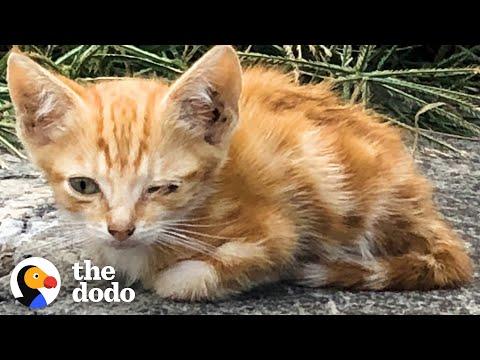 This Tiny Abandoned Kitten Was Found On The Sidewalk #Video