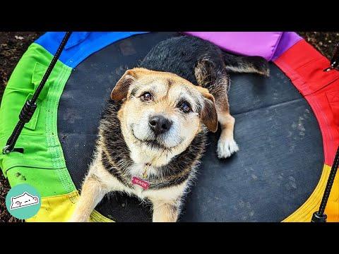 Abandoned Dog With The Best Smile Learns The World Is A Safe Place #Video