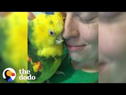 Woman Flies Across Country To Adopt A Bird She’s Never Met #Video