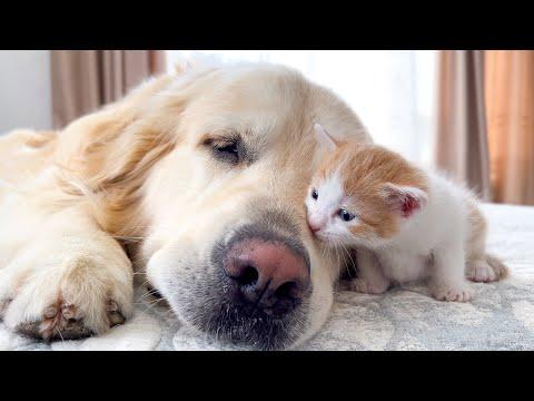 Tiny Kitten and Golden Retriever are Best Friends [Cuteness Overload] #Video