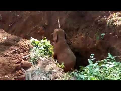 Wild Elephants salutes the men who rescued their baby elephant from a ditch #Video