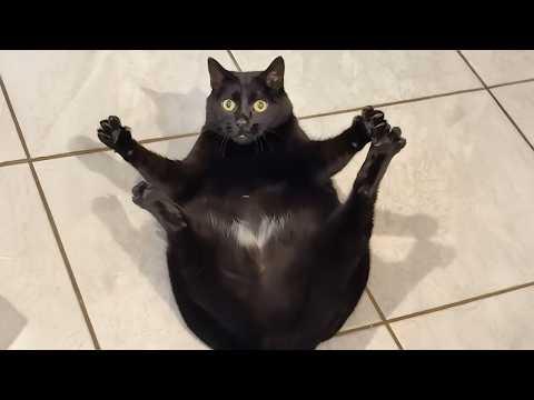 Cats Get Way Too Dramatic