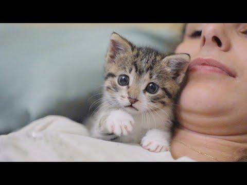 The Most Dangerous Kitten Attacks Again #Video